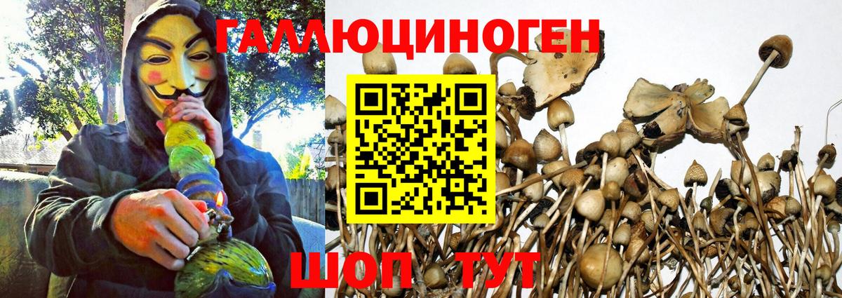 Галлюциногенные грибы Psilocybine cubensis Уварово